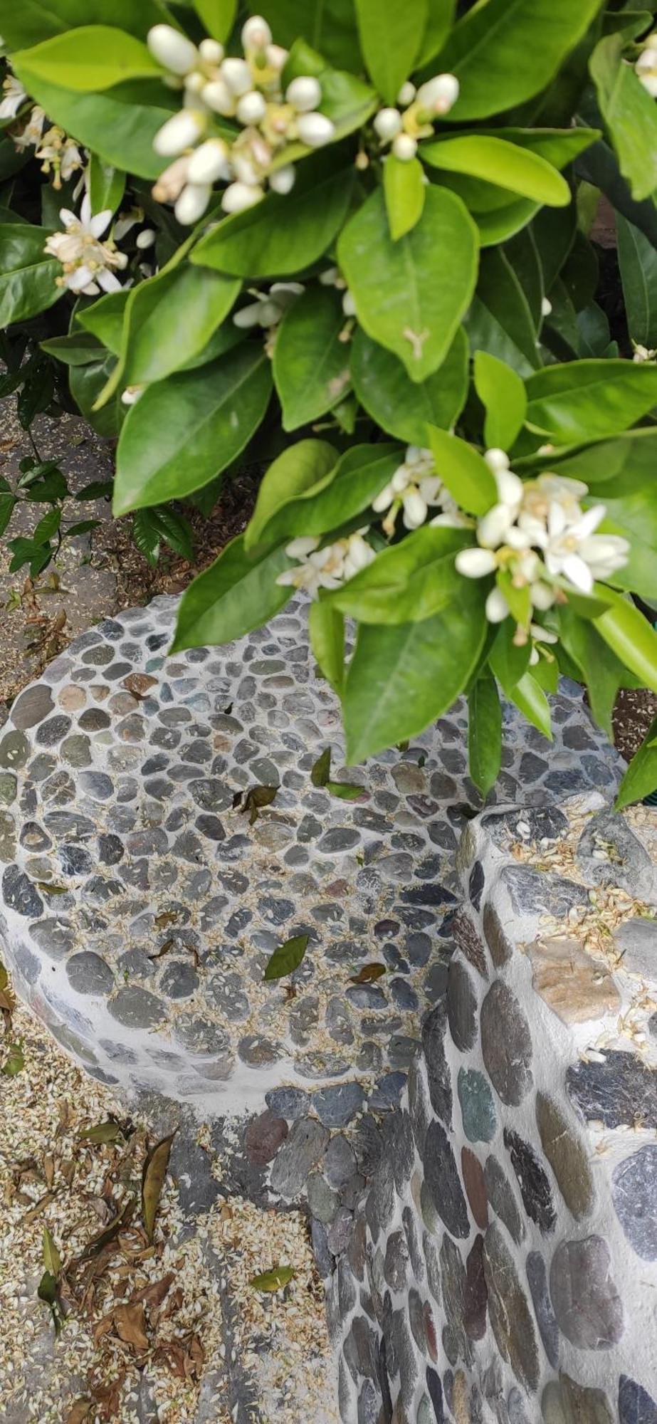 Garden House Amarynthos